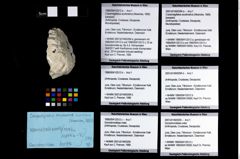 Foto (Objekt + Etikett) von Goniodromitidae indet.  (NHMW-GEO-1990-0041-2512c)
